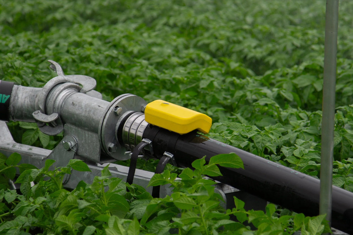 Irrigation pipe with yellow sensor in potato field, Agri Express agriculture equipment